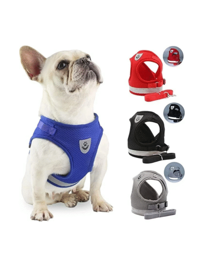 Arnes + correa Talle L